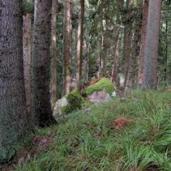 Acidofilní svahová jedlina (Luzulo luzuloidisAbietetum) se smrkem a dominantní třtinou rákosovitou (Calamagrostis arundinacea) u Záhvozdí ve Vojenském újezdu Boletice na Šumavě. Foto K. Boublík / © K. Boublík