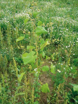 Charakteristicky srdčitý list mračňáku Theophrastova (Abutilon theophrasti) s dlouze protaženou špičkou je pokryt velkým množstvím drobných trichomů. 
Foto M. Opálková / © Photo M. Opálková