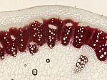 příčný řez stonkem laskavce, zdřevnatělé buněčné stěny obarveny červeně