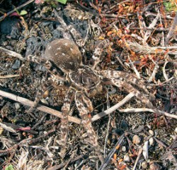 Samice slíďáka tatarského (Lycosa singoriensis) z lokality Hluk u Uherského Hradiště. Patrné je krycí zbarvení hřbetní strany těla. Foto S. Korenko / © S. Korenko