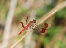 Vážka podhorní (Sympetrum  pedemontanum) – nápadný druh  efemérních mokřadů v zemědělské  krajině. Foto V. Křivan