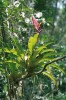 Druh Vriesea ensiformis roste stejně jako Nidularium burchellii v povodí  Rio Bonito v NP Itatiaia, ale jako heliofyt se svými ekologickými požadavky liší.