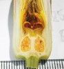 Leknín bílý mívá semeník složený z většího počtu plodolistů, které v horní části utvářejí široký bliznový terč s kulovitým středovým výčnělkem. Blizny leknínu bělostného jsou staženější a středový výčnělek bývá špičatý. Důležitým determinačním znakem je báze květu – u l. bělostného spíše hranatá (znak po rodičovském  leknínu čínském – N. tetragona), zatímco  u l. bílého zaoblenější. Další rozdíly bychom našli na tyčinkách a s pomocí mikroskopu i na pylových zrnech.