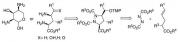 Jahn Enolate amination.jpg