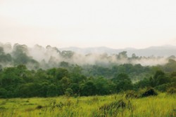 Přechod travnaté pastviny (vzniklé lidskou činností) a původního deštného stálezeleného lesa.  Foto Kateřina Koláčová