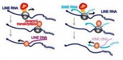 Množení retroelementů. Lidský genom je tvořen téměř z jedné desetiny virovou DNA. Parazitické DNA spolu s endogenními retroviry se nazývají retroelementy a tvoří celkem 40 % lidské DNA. Orig. M. Matoušková / © Orig. M. Matoušková