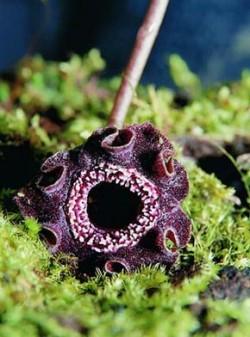 Japonský druh kopytníku Asarum satsumense napodobuje svými květy břichatkovité houby. Foto P. Sekerka / © Photo