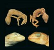 Rozdíly v počtu a tvaru šupin –  vlevo H. africanus, vpravo H. cornii.  Snímky: P. Konečný a T. Mazuch