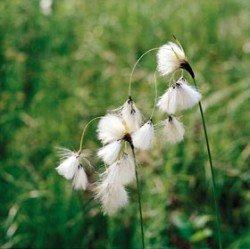 Detail plodenství suchopýru širolistého (Eriophorum latifolium)
Foto L. Hrouda / © Photo L. Hrouda