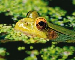 Skokan zelený (Rana kl. esculenta). Foto L. Choleva / © L. Choleva