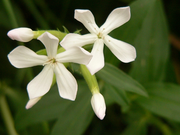 mydlice lékařská (Saponaria officinalis)