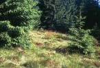 Nerovný povrch pastviny pomáhá vytvářet sukcesní mozaiku urychlující vznik lesního zápoje a přeměnu pastviny v dřevinný porost, Slovenské rudohorie. Foto P. Kovář