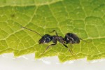 Dělnice druhů sledovaných míst – mravenec obecný (Lasius niger). Foto V. Souralová