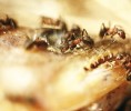 Dělnice druhů sledovaných míst – mravenec lesní (Formica rufa). Foto P. Kovář