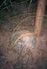 Dosud dobře patrný tvar mravenčí kupy, která zhruba před 20 lety  pomohla uchycení semenáče smrku,  Slovenské rudohorie. Foto P. Kovář