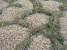 Mrazem tříděné půdy (polygony) s porostem dryádky osmiplátečné  (Dryas octopetala). Foto K. Prach