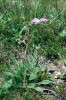 Hřbítek mezi Velkou a Malou  Kotelnou jámou hostí reliktní populaci  chrastavce rolního krkonošského (Knautia arvensis subsp. pseudolongifolia). Foto J. Suda