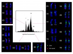Histogram distribuce relativního obsahu DNA (flow karyotyp, uprostřed) a karyotyp pšenice seté. Chromozomy  z jednotlivých vrcholů byly vytříděny a poté identifikovány v mikroskopu metodou fluorescenční hybridizace  in situ (FISH) s fluorescenčně značenými sondami pro krátké repetitivní sekvence GAA (zeleně značené) a Afa (červeně značené). Největší chromozom (3B) vytváří samostatný vrchol a lze ho získat ve vysoké čistotě. Ostatní chromozomy tvoří tři vrcholy, z nichž každý obsahuje několik chromozomů o podobné velikosti. Orig. J. Vrána a M. Kubaláková