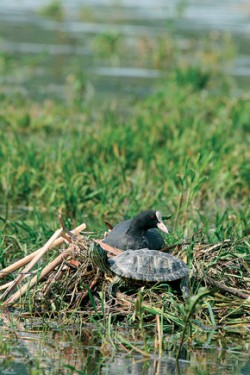 Lyska černá (Fulica atra) a želva nádherná (Trachemys scripta) na hnízdě. Foto J. Pešat / © J. Pešat