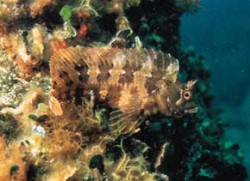 Slizoun pruhovaný (Parablennius gattoruginae) je s délkou až 30 cm největší zástupce čel. slizounovitých (Blenniidae) v Jaderském a Středozemním moři. Foto L. Piálek / © L. Piálek