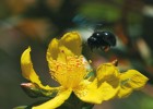 Samice drvodělky X. lugubris nad květem třezalky Hypericum roeperianum. Foto Š. Janeček a R. Tropek