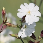 Silenka širolistá (Silene latifolia). Foto Helena Štorchová.