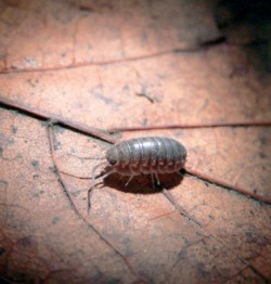 Suchozemský stejnonožec Cylisticus convexus obývá suť nad Zbrašovskými aragonitovými jeskyněmi v celé její hloubce a běžně se vyskytuje také přímo v jeskyních. Foto J. Mikula / © J. Mikula