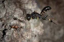 Kutilka Tracheliodes varus při útoku na mravence lužního (Liometopum microcephalum). Foto J. Klváček / © J. Klváček