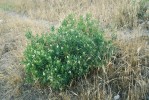 Typický mediteránní prvek harmala stepní (Peganum harmala) ve vegetaci obilných stepí
