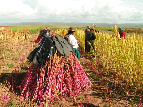 sklizeň merlíku chilského (quinoa) v Andách