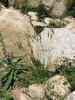 Celkový pohled na typický trs  vytrvalého zástupce tomek (Anthoxan­thum). I když se to může zdát nepravděpodobné, na fotografii není tetraploidní tomka vonná (A. odoratum), ale jí velmi podobný mediteránní diploid.  Francie, Korsika. Foto P. Trávníček