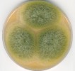 Při kultivaci kropidláku Aspergillus flavus na agarových živných půdách vznikají charakteristické žlutozelené kolonie. Zelené zbarvení je dáno  množstvím zelených nepohlavních spor (konidií) tvořených na konidioforech.