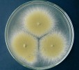 Paecilomyces variotii je jedním z nejčastějších kontaminantů jablečnéhomoštu. Na agarové živné půdě roste velmi rychle - kolonie vytvořené za pět dní. 