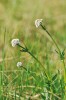 Společně s prstnatcem májovým se na Sedlčansku velmi často vyskytuje kozlík dvoudomý (Valeriana dioica). Foto J. Malíček