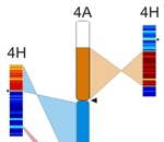 Struktura pšeničného chromozómu 4A porovnaná se strukturou ječmenových chromozómů 4H, 5H a 7H. Černé šipky označují polohu takzvaných centromer, které oddělují ramena chromozómů. Autoři obrázku Hana Šimková a Miroslav Valárik.