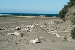 Pobřeží poloostrova Valdés je  doslova poseto kostmi velryb z uhynulých zvířat vyvržených mořem.
