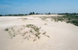 Písečné duny tvořené vátými písky působí uprostřed dunajské delty zvláštním dojmem. Největší z nich se nacházejí na grindulu Caraorman. Foto M. Šebela