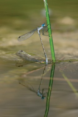 Pronikání páru šídlatek páskovaných (Lestes sponsa) pod vodní hladinu. Foto M. Pustelník / © M. Pustelník