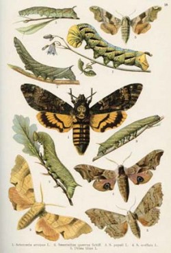 Lišajové se svými housenkami na barevné tabuli z knihy Motýlové a housenky Střední Evropy od H. A. Joukla (1910) / (c) H. A. Joukl (1910)