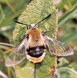 Dlouhozobka chrastavcová (Hemaris tityus) je lišajovitý motýl s denní aktivitou. Foto V. Šnejdar / © Photo V. Šnejdar