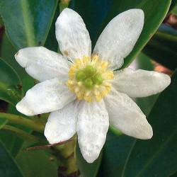 Druh Drimys winteri z čeledi Winteraceae představuje jeden z přibližně  11 druhů (taxonomie rodu není doposud jednoznačná a ustálená) rozšířených v Latinské Americe (pět druhů), jiho­východní Asii a na ostrovech v Tichém  oceánu (ca 6 druhů). V Latinské Americe je tento stálezelený rod zastoupen  od temperátního lesa Chile a Argentiny až po horský mlžný les Kolumbie a mezofilní les Mexika a Brazílie.  Mezikontinentální disjunktní areál  tohoto rodu vznikl v závěrečných fázích rozpadu a izolace jednotlivých částí Gondwany. Jeho diverzifikace v Jižní Americe je však mladšího data a souvisí s postupným formováním And. Foto D. Stančík