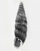 Vrutenka karpatská (Pseudalinda  stabilis) je východokarpatský prvek,  který pronikl do východní části slovenských Karpat teprve v mladém holocénu, v posledním interglaciálu však  zasahoval až do moravských Karpat.  Rozměry 14,8 × 4,0 mm, Foto J. Brabec