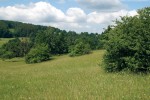 Luční celek Čertoryjí a Vojšických luk v Bílých Karpatech. Některé  bělokarpatské louky s rozptýlenými  stromy existují kontinuálně po dlouhou dobu na rozsáhlých plochách a jsou  pravidelně sečeny. Dlouhá historie,  velká rozloha a pravidelná seč  s omezeným hnojením přispívají  k jejich velkému druhovému bohatství. Foto M. Chytrý