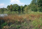 Mokřadní biotopy s pozvolnými břehy a bohatou pobřežní vegetací jsou k vidění stále méně. Podobný biotop  hostí rýhonosce Lixus paraplecticus  a L. bardanae. Snímky F. Trnky