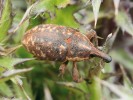 Suché trávníky s pupavami (Carlina) vyhledává rýhonosec Larinus pollinis. Vyznačuje se téměř rovným noscem s výrazným středovým žebírkem.