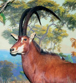 Angolská antilopa vraná, neboli obrovská (Hippotragus niger variani) z přírodovědného muzea v New Yorku s výrazně dlouhými rohy typickými pro tuto formu. Foto P. Lupták / © P. Lupták
