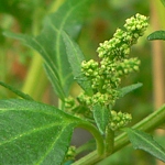 kvetoucí merlík červený (Chenopodium rubrum)