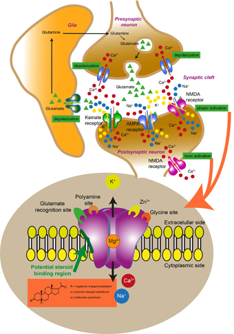 NMDA receptor