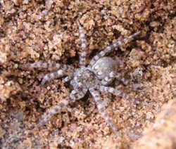 Slíďák břehový (Arctosa cinerea) z nové lokality u řeky Orlice. Foto M. Hanousek / © M. Hanousek