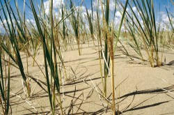 Tribus Triticeae zahrnuje vedle známých obilnin také planě rostoucí  druhy trav, adaptované na široké  rozmezí ekologických podmínek.  Ječmenice Leymus racemosus roste na přímořských písčinách a písečných dunách. Foto V. Holubec